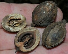 Carya myristiciformis