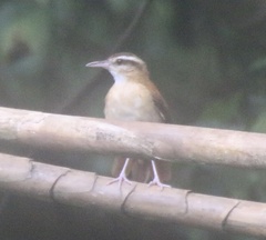 Furnarius leucopus