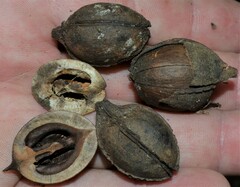 Carya myristiciformis