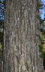 Carya myristiciformis