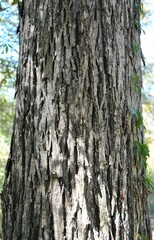 Carya myristiciformis