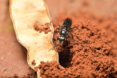 Astata gigas