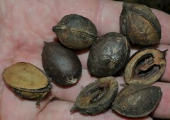 Carya myristiciformis