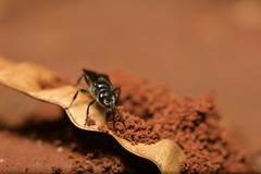 Astata gigas