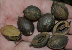 Carya myristiciformis