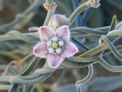 Funastrum hirtellum
