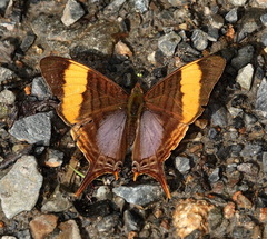 Marpesia corinna
