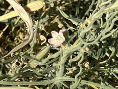 Funastrum hirtellum