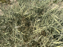 Funastrum hirtellum