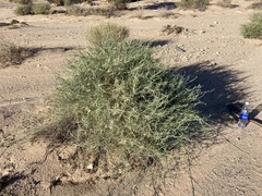 Funastrum hirtellum