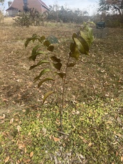 Asimina triloba