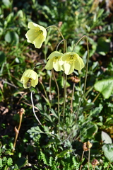 Papaver pulvinatum
