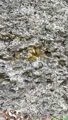 Leproplaca xantholyta