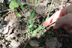 Noccaea caerulescens