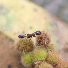 Pseudomyrmex ejectus