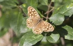 Pararge aegeria aegeria