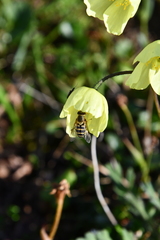 Papaver pulvinatum