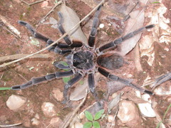 Acanthoscurria