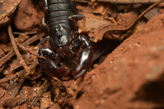 Bothriurus
