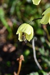 Papaver pulvinatum