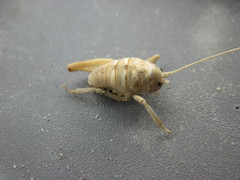 Rhachocnemis validus