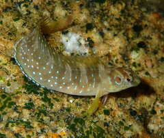 Salaria pavo