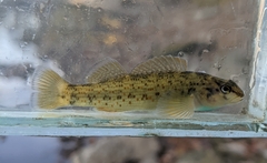 Etheostoma camurum