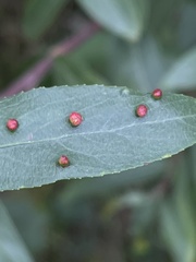 Aculus