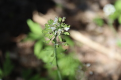 Noccaea caerulescens