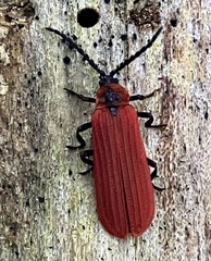 Dictyoptera aurora