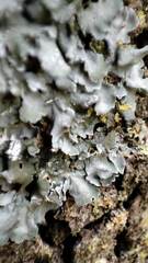 Pleurosticta acetabulum