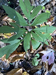 Rudbeckia laciniata