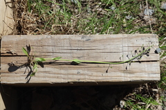 Noccaea caerulescens