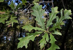 Quercus lyrata