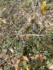 Ligustrum obtusifolium