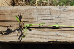 Noccaea caerulescens
