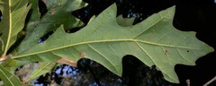Quercus lyrata