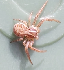 Xysticus