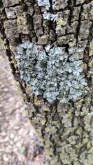 Pleurosticta acetabulum