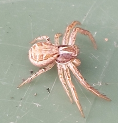 Xysticus