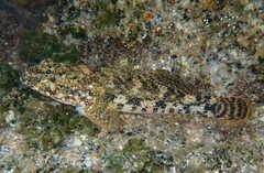 Gobius cobitis