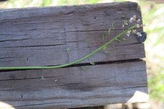 Noccaea caerulescens