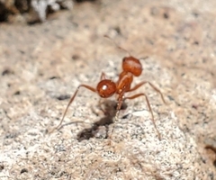 Pogonomyrmex maricopa