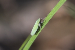 Draeculacephala robinsoni