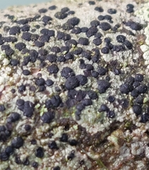Lecidella elaeochroma