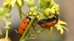 Mylabris quadripunctata