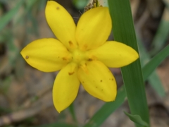 Hypoxis