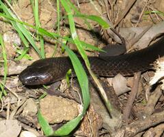 Cryptophis nigrescens