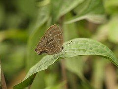 Johnsonita chlamydem