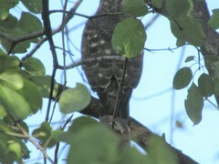 Accipiter cooperii